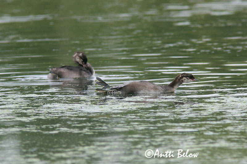 Avainsanat: Cabussó orellut Nordisk lappedykker Kuifduiker Horned Grebe Sarvikpütt Mustakurkku-uikku Grèbe esclavon Ohrentaucher Füles vöcsök Flórgoði Horndykker Mergulhão-de-pescoço-castanho Podiceps auritus Zampullín Cuellirrojo Svarthakedopping
