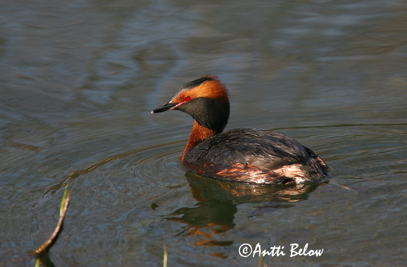 Avainsanat: Cabussó orellut Nordisk lappedykker Kuifduiker Horned Grebe Sarvikpütt Mustakurkku-uikku Grèbe esclavon Ohrentaucher Füles vöcsök Flórgoði Horndykker Mergulhão-de-pescoço-castanho Podiceps auritus Zampullín Cuellirrojo Svarthakedopping