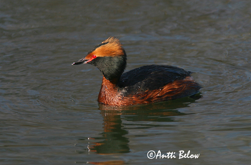 Avainsanat: Cabussó orellut Nordisk lappedykker Kuifduiker Horned Grebe Sarvikpütt Mustakurkku-uikku Grèbe esclavon Ohrentaucher Füles vöcsök Flórgoði Horndykker Mergulhão-de-pescoço-castanho Podiceps auritus Zampullín Cuellirrojo Svarthakedopping