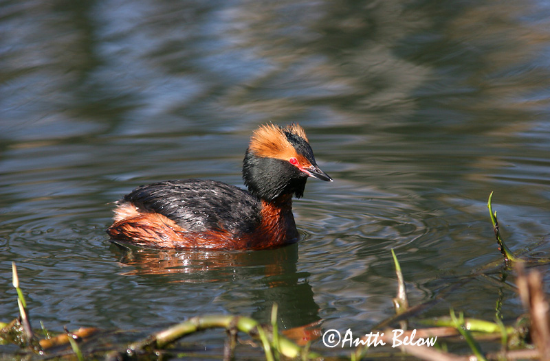 Avainsanat: Cabussó orellut Nordisk lappedykker Kuifduiker Horned Grebe Sarvikpütt Mustakurkku-uikku Grèbe esclavon Ohrentaucher Füles vöcsök Flórgoði Horndykker Mergulhão-de-pescoço-castanho Podiceps auritus Zampullín Cuellirrojo Svarthakedopping