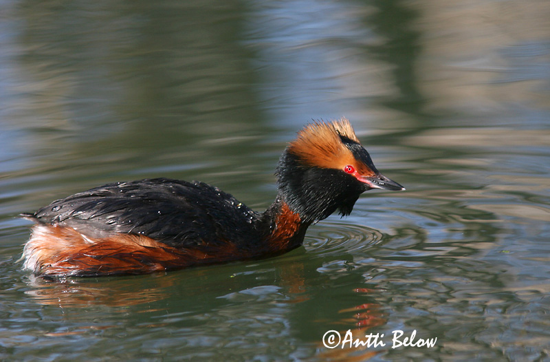 Avainsanat: Cabussó orellut Nordisk lappedykker Kuifduiker Horned Grebe Sarvikpütt Mustakurkku-uikku Grèbe esclavon Ohrentaucher Füles vöcsök Flórgoði Horndykker Mergulhão-de-pescoço-castanho Podiceps auritus Zampullín Cuellirrojo Svarthakedopping