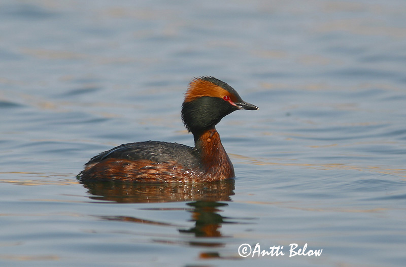 Avainsanat: Cabussó orellut Nordisk lappedykker Kuifduiker Horned Grebe Sarvikpütt Mustakurkku-uikku Grèbe esclavon Ohrentaucher Füles vöcsök Flórgoði Horndykker Mergulhão-de-pescoço-castanho Podiceps auritus Zampullín Cuellirrojo Svarthakedopping