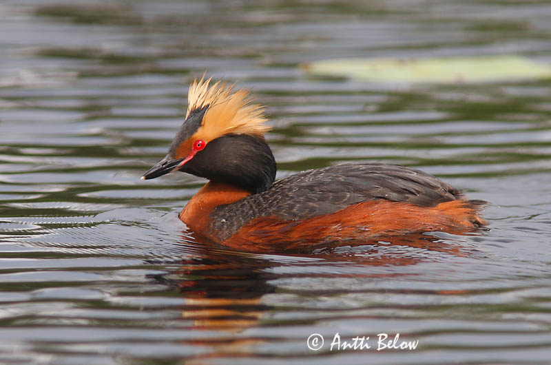 Avainsanat: Cabussó orellut Nordisk lappedykker Kuifduiker Horned Grebe Sarvikpütt Mustakurkku-uikku Grèbe esclavon Ohrentaucher Füles vöcsök Flórgoði Horndykker Mergulhão-de-pescoço-castanho Podiceps auritus Zampullín Cuellirrojo Svarthakedopping