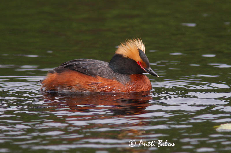 Avainsanat: Cabussó orellut Nordisk lappedykker Kuifduiker Horned Grebe Sarvikpütt Mustakurkku-uikku Grèbe esclavon Ohrentaucher Füles vöcsök Flórgoði Horndykker Mergulhão-de-pescoço-castanho Podiceps auritus Zampullín Cuellirrojo Svarthakedopping