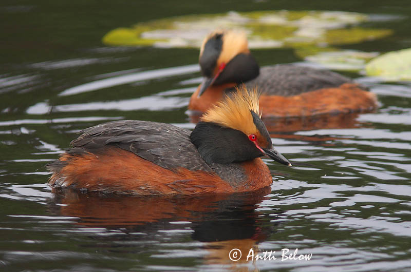 Avainsanat: Cabussó orellut Nordisk lappedykker Kuifduiker Horned Grebe Sarvikpütt Mustakurkku-uikku Grèbe esclavon Ohrentaucher Füles vöcsök Flórgoði Horndykker Mergulhão-de-pescoço-castanho Podiceps auritus Zampullín Cuellirrojo Svarthakedopping