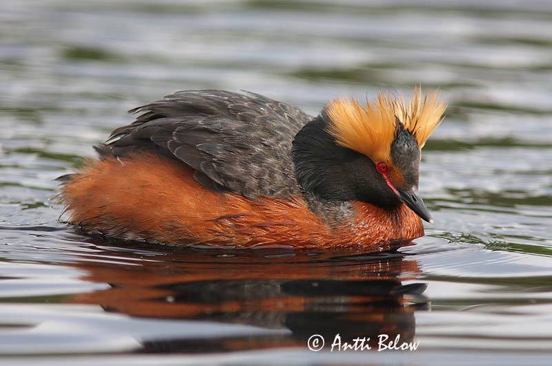 Avainsanat: Cabussó orellut Nordisk lappedykker Kuifduiker Horned Grebe Sarvikpütt Mustakurkku-uikku Grèbe esclavon Ohrentaucher Füles vöcsök Flórgoði Horndykker Mergulhão-de-pescoço-castanho Podiceps auritus Zampullín Cuellirrojo Svarthakedopping