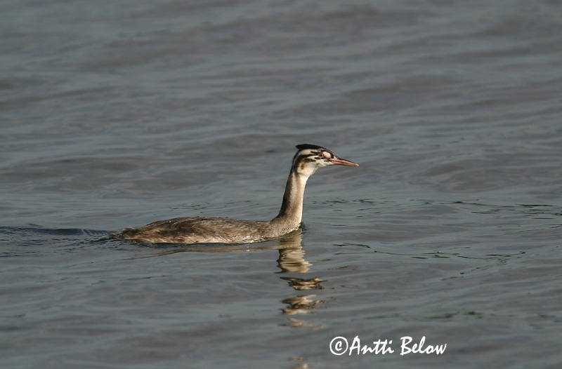 Avainsanat: Cabussó emplomallat Toppet lappedykker Fuut Great Crested Grebe Tuttpütt Silkkiuikku Grèbe huppé Haubentaucher Búbos vöcsök Toppgoði Toppdykker Mergulhão-de-crista Podiceps cristatus Somormujo Lavanco Skäggdopping