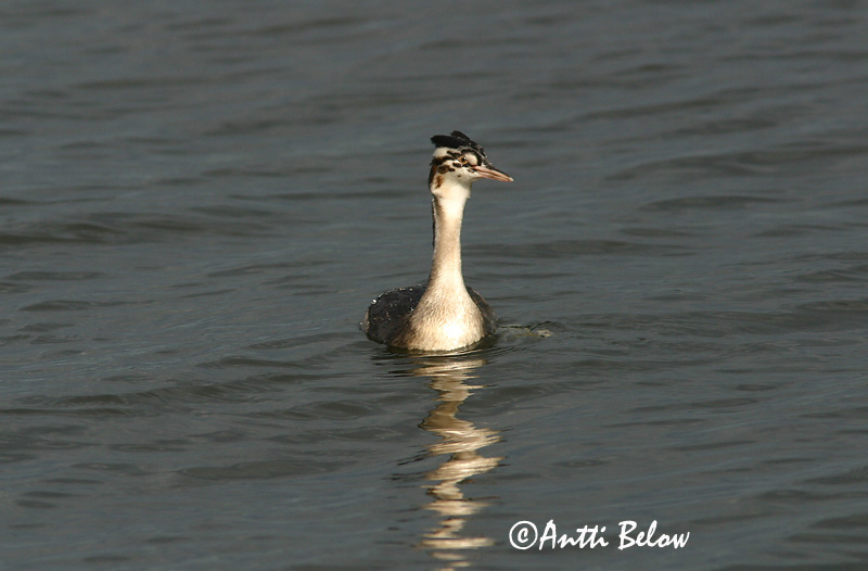 Avainsanat: Cabussó emplomallat Toppet lappedykker Fuut Great Crested Grebe Tuttpütt Silkkiuikku Grèbe huppé Haubentaucher Búbos vöcsök Toppgoði Toppdykker Mergulhão-de-crista Podiceps cristatus Somormujo Lavanco Skäggdopping