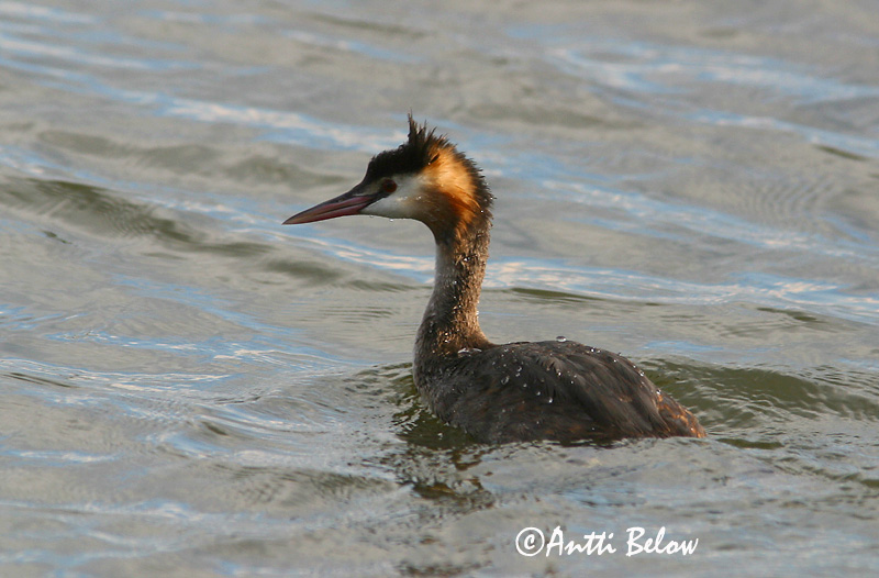 Avainsanat: Cabussó emplomallat Toppet lappedykker Fuut Great Crested Grebe Tuttpütt Silkkiuikku Grèbe huppé Haubentaucher Búbos vöcsök Toppgoði Toppdykker Mergulhão-de-crista Podiceps cristatus Somormujo Lavanco Skäggdopping