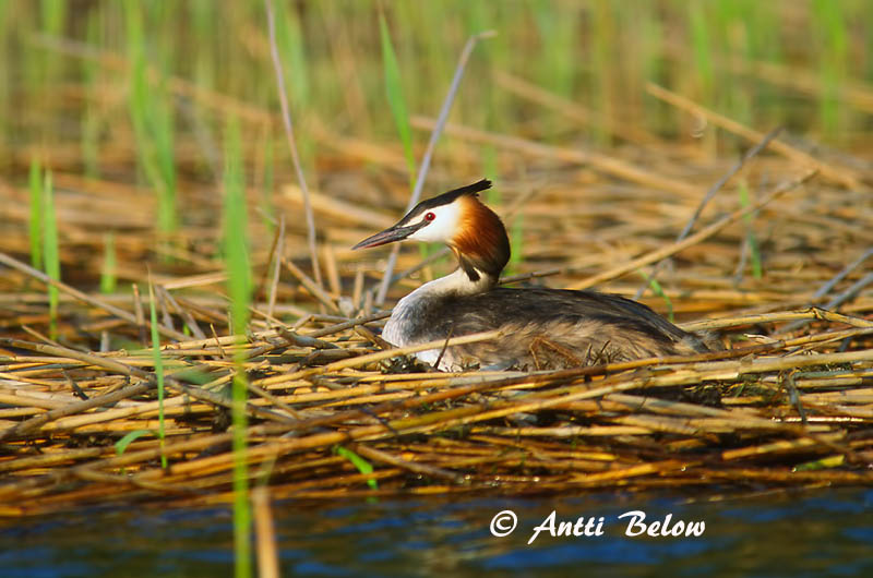 Avainsanat: Cabussó emplomallat Toppet lappedykker Fuut Great Crested Grebe Tuttpütt Silkkiuikku Grèbe huppé Haubentaucher Búbos vöcsök Toppgoði Toppdykker Mergulhão-de-crista Podiceps cristatus Somormujo Lavanco Skäggdopping