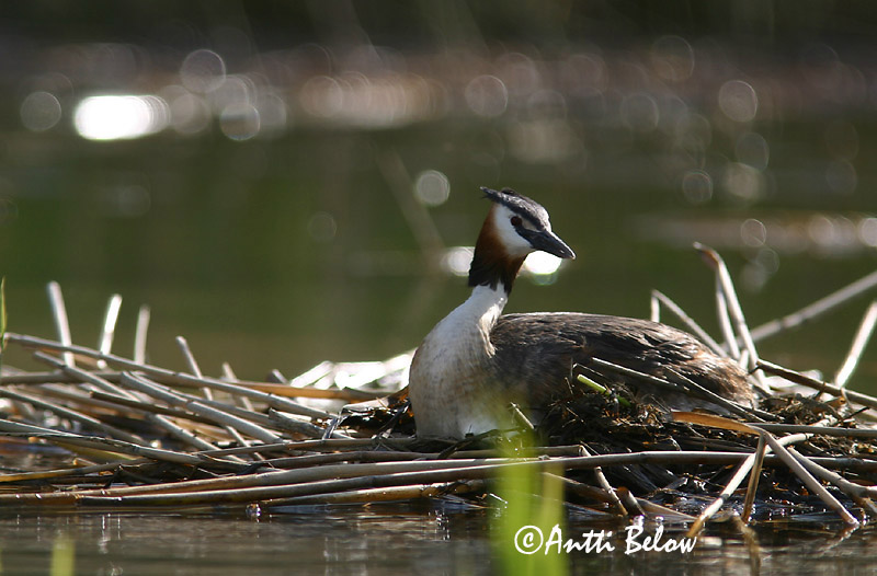 Avainsanat: Cabussó emplomallat Toppet lappedykker Fuut Great Crested Grebe Tuttpütt Silkkiuikku Grèbe huppé Haubentaucher Búbos vöcsök Toppgoði Toppdykker Mergulhão-de-crista Podiceps cristatus Somormujo Lavanco Skäggdopping