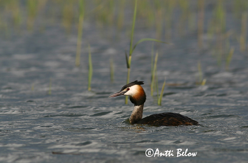 Avainsanat: Cabussó emplomallat Toppet lappedykker Fuut Great Crested Grebe Tuttpütt Silkkiuikku Grèbe huppé Haubentaucher Búbos vöcsök Toppgoði Toppdykker Mergulhão-de-crista Podiceps cristatus Somormujo Lavanco Skäggdopping