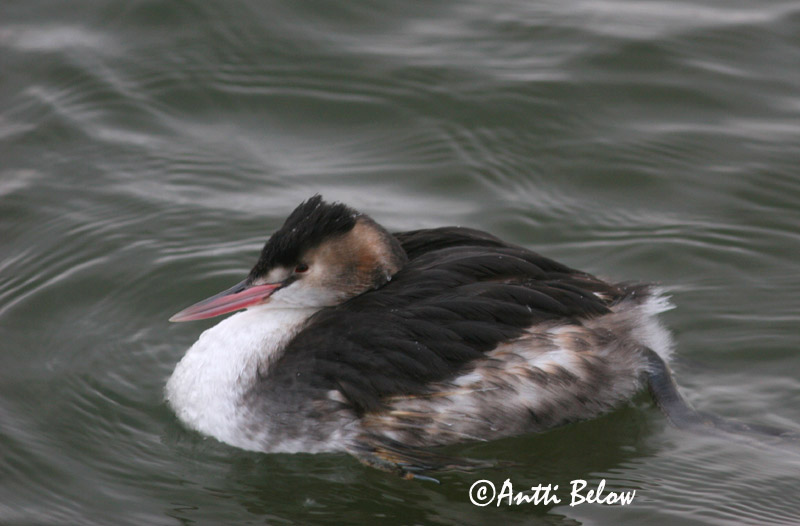 Avainsanat: Cabussó emplomallat Toppet lappedykker Fuut Great Crested Grebe Tuttpütt Silkkiuikku Grèbe huppé Haubentaucher Búbos vöcsök Toppgoði Toppdykker Mergulhão-de-crista Podiceps cristatus Somormujo Lavanco Skäggdopping