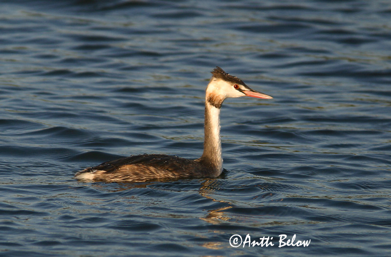 Avainsanat: Cabussó emplomallat Toppet lappedykker Fuut Great Crested Grebe Tuttpütt Silkkiuikku Grèbe huppé Haubentaucher Búbos vöcsök Toppgoði Toppdykker Mergulhão-de-crista Podiceps cristatus Somormujo Lavanco Skäggdopping