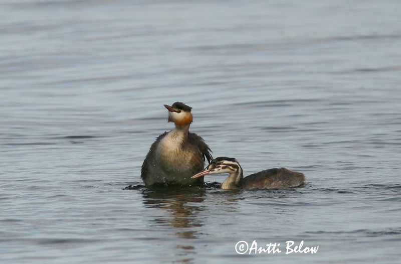 Avainsanat: Cabussó emplomallat Toppet lappedykker Fuut Great Crested Grebe Tuttpütt Silkkiuikku Grèbe huppé Haubentaucher Búbos vöcsök Toppgoði Toppdykker Mergulhão-de-crista Podiceps cristatus Somormujo Lavanco Skäggdopping