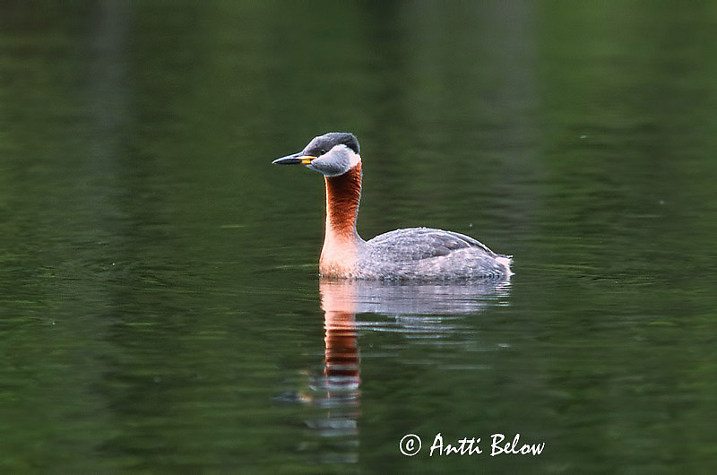 Avainsanat: Cabussó gris Gråstrubet lappedykker Roodhalsfuut Red-necked Grebe Hallpõtt-pütt Härkälintu Grèbe jougris Vörösnyakú vöcsök Rothalstaucher Sefgoði Gråstrupedykker Mergulhão-de-pescoço-ruivo Podiceps grisegena Somormujo Cuellirrojo Gråhaked