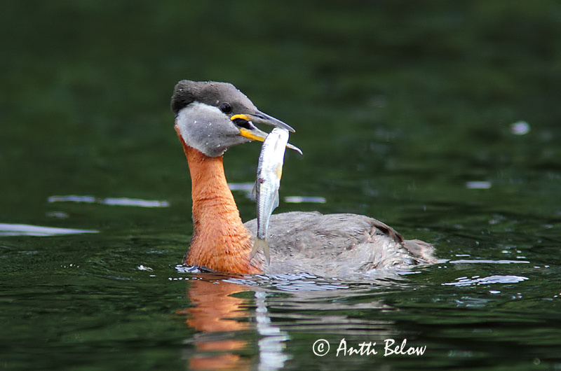 Avainsanat: Ànec fosc Fløjlsand Grote zeeëend Velvet Scoter Tõmmuvaeras Pilkkasiipi Macreuse brune Samtente Füstös réce Korpönd Orco marino Sjøorre Pato-fusco Melanitta fusca Negrón Especulado Svärta