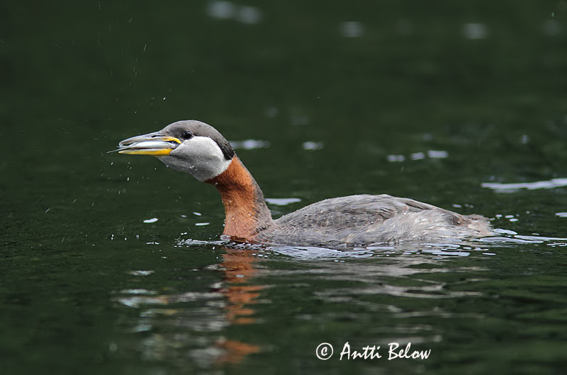 Avainsanat: Ànec fosc Fløjlsand Grote zeeëend Velvet Scoter Tõmmuvaeras Pilkkasiipi Macreuse brune Samtente Füstös réce Korpönd Orco marino Sjøorre Pato-fusco Melanitta fusca Negrón Especulado Svärta