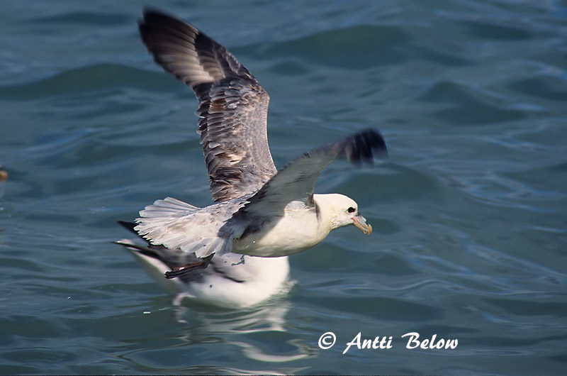 Avainsanat: Fulmar Mallemuk Noordse stormvogel Northern Fulmar Jää-tormilind Myrskylintu Fulmar boréal Eissturmvogel Sirhályhojsza Fýll Havhest Fulmar-glacial Fulmarus glacialis Fulmar Boreal Stormfågel
