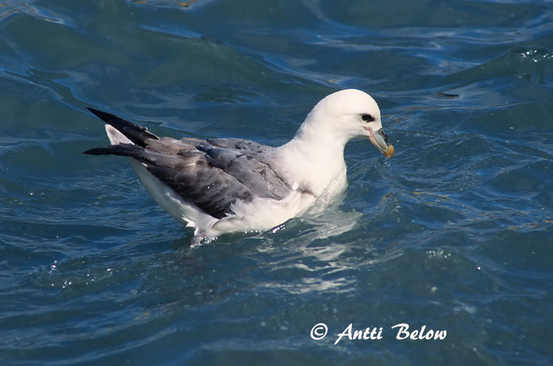 Avainsanat: Fulmar Mallemuk Noordse stormvogel Northern Fulmar Jää-tormilind Myrskylintu Fulmar boréal Eissturmvogel Sirhályhojsza Fýll Havhest Fulmar-glacial Fulmarus glacialis Fulmar Boreal Stormfågel
