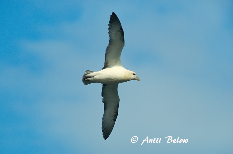 Avainsanat: Fulmar Mallemuk Noordse stormvogel Northern Fulmar Jää-tormilind Myrskylintu Fulmar boréal Eissturmvogel Sirhályhojsza Fýll Havhest Fulmar-glacial Fulmarus glacialis Fulmar Boreal Stormfågel