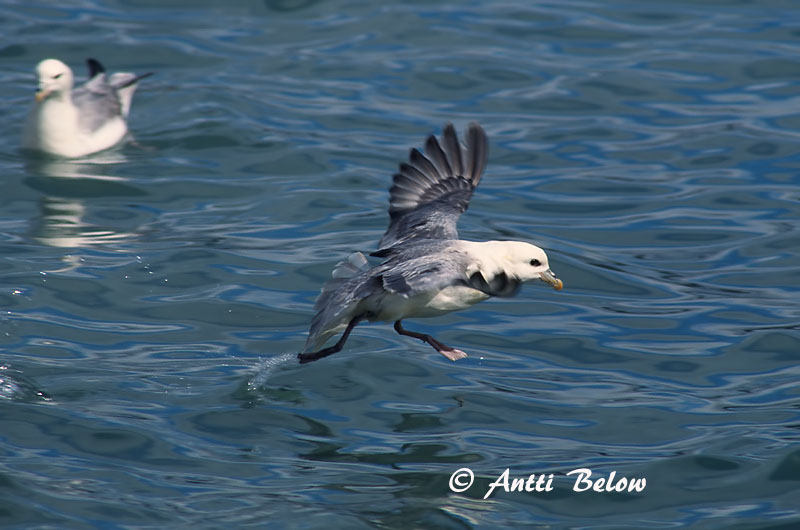 Avainsanat: Fulmar Mallemuk Noordse stormvogel Northern Fulmar Jää-tormilind Myrskylintu Fulmar boréal Eissturmvogel Sirhályhojsza Fýll Havhest Fulmar-glacial Fulmarus glacialis Fulmar Boreal Stormfågel
