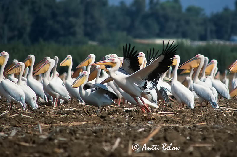 Avainsanat: Pelicà vulgar Pelikan Roze pelikaan Great White Pelican Pelikaani Pélican blanc Rosapelikan Rózsás gödény Roðakani Hvitpelikan Pelicano-vulgar Pelecanus onocrotalus Pelícano Común Vit pelikan