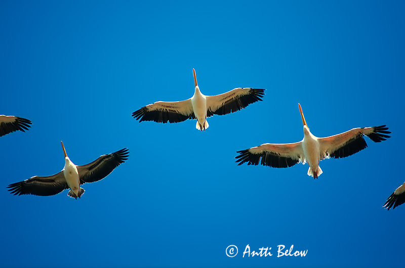 Avainsanat: Pelicà vulgar Pelikan Roze pelikaan Great White Pelican  Pelikaani Pélican blanc Rosapelikan Rózsás gödény Roðakani Hvitpelikan Pelicano-vulgar Pelecanus onocrotalus Pelícano Común Vit pelikan