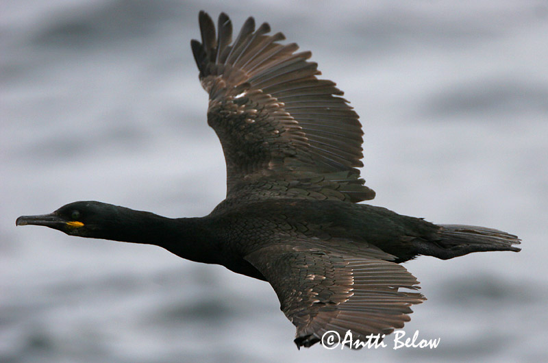 Avainsanat: Corb marí emplomallat Topskarv Kuifaalscholver European Shag Karikormoran (karikarbas) Karimetso Cormoran huppé Krähenscharbe Üstökös kárókatona Toppskarfur Toppskarv Corvo-marinho-de-crista Phalacrocorax aristotelis Cormorán Moñudo Toppskarv
