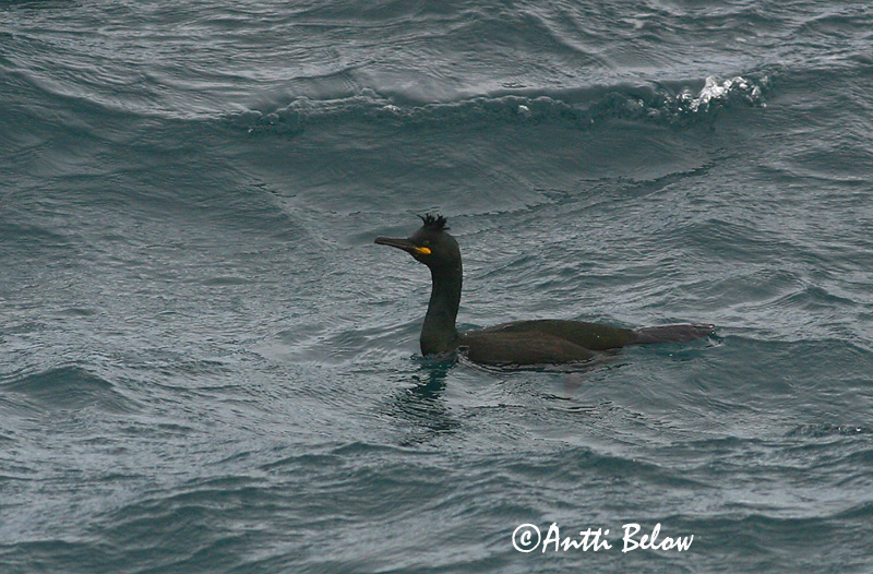 Avainsanat: Corb marí emplomallat Topskarv Kuifaalscholver European Shag Karikormoran (karikarbas) Karimetso Cormoran huppé Krähenscharbe Üstökös kárókatona Toppskarfur Toppskarv Corvo-marinho-de-crista Phalacrocorax aristotelis Cormorán Moñudo Toppskarv