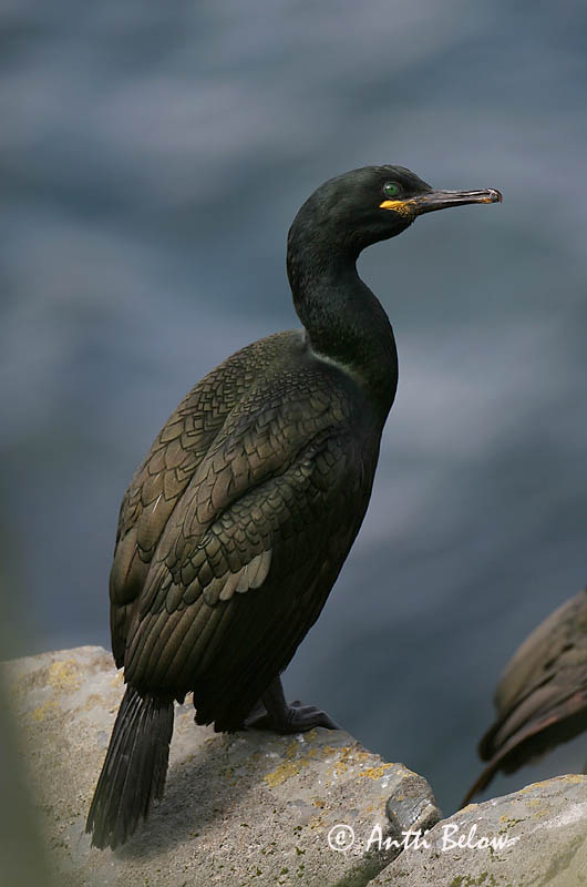 Avainsanat: Corb marí emplomallat Topskarv Kuifaalscholver European Shag Karikormoran (karikarbas) Karimetso Cormoran huppé Krähenscharbe Üstökös kárókatona Toppskarfur Toppskarv Corvo-marinho-de-crista Phalacrocorax aristotelis Cormorán Moñudo Toppskarv