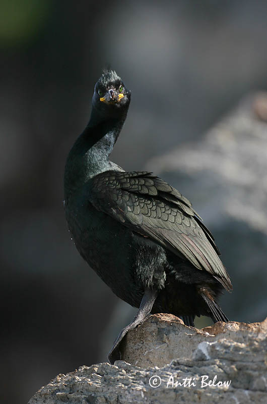 Avainsanat: Corb marí emplomallat Topskarv Kuifaalscholver European Shag Karikormoran (karikarbas) Karimetso Cormoran huppé Krähenscharbe Üstökös kárókatona Toppskarfur Toppskarv Corvo-marinho-de-crista Phalacrocorax aristotelis Cormorán Moñudo Toppskarv