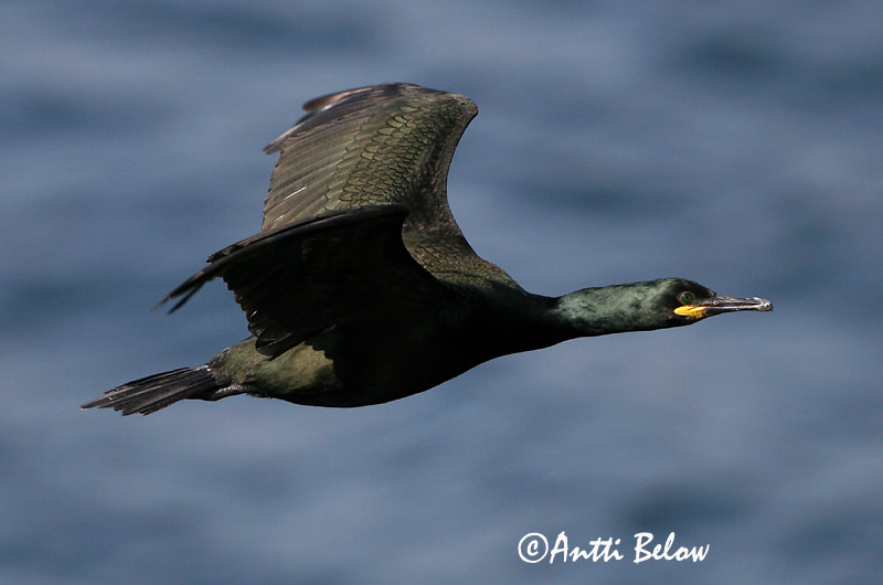 Avainsanat: Corb marí emplomallat Topskarv Kuifaalscholver European Shag Karikormoran (karikarbas) Karimetso Cormoran huppé Krähenscharbe Üstökös kárókatona Toppskarfur Toppskarv Corvo-marinho-de-crista Phalacrocorax aristotelis Cormorán Moñudo Toppskarv