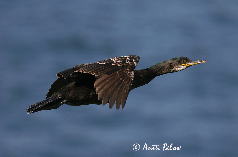 Avainsanat: Corb marí emplomallat Topskarv Kuifaalscholver European Shag Karikormoran (karikarbas) Karimetso Cormoran huppé Krähenscharbe Üstökös kárókatona Toppskarfur Toppskarv Corvo-marinho-de-crista Phalacrocorax aristotelis Cormorán Moñudo Toppskarv