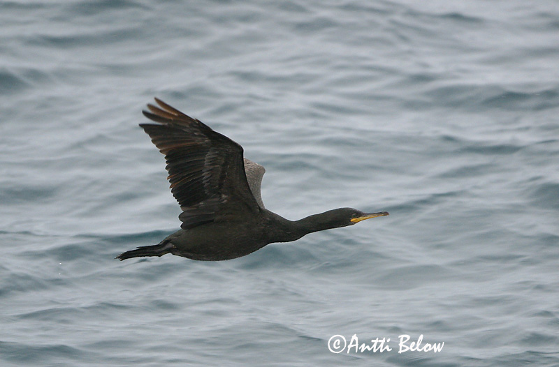 Avainsanat: Corb marí emplomallat Topskarv Kuifaalscholver European Shag Karikormoran (karikarbas) Karimetso Cormoran huppé Krähenscharbe Üstökös kárókatona Toppskarfur Toppskarv Corvo-marinho-de-crista Phalacrocorax aristotelis Cormorán Moñudo Toppskarv