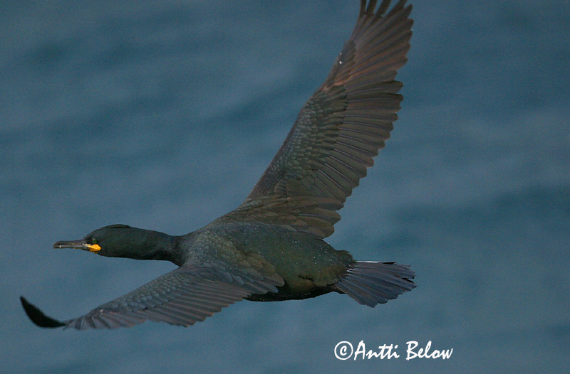 Avainsanat: Corb marí emplomallat Topskarv Kuifaalscholver European Shag Karikormoran (karikarbas) Karimetso Cormoran huppé Krähenscharbe Üstökös kárókatona Toppskarfur Toppskarv Corvo-marinho-de-crista Phalacrocorax aristotelis Cormorán Moñudo Toppskarv