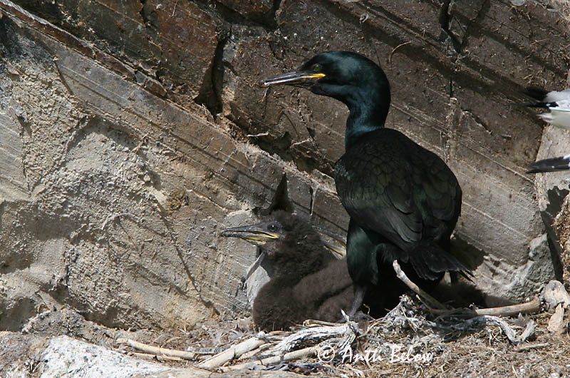 Avainsanat: Corb marí emplomallat Topskarv Kuifaalscholver European Shag Karikormoran (karikarbas) Karimetso Cormoran huppé Krähenscharbe Üstökös kárókatona Toppskarfur Toppskarv Corvo-marinho-de-crista Phalacrocorax aristotelis Cormorán Moñudo Toppskarv