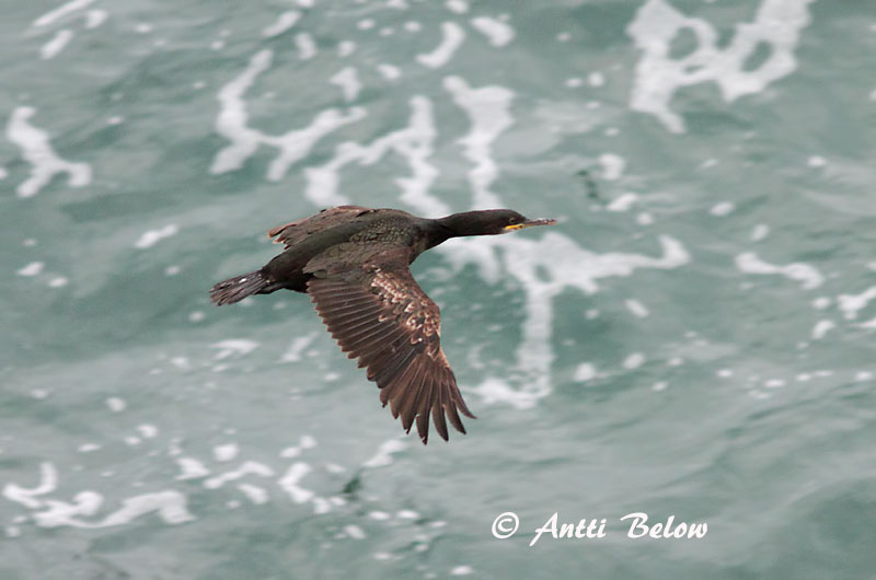 Avainsanat: Corb marí emplomallat Topskarv Kuifaalscholver European Shag Karikormoran (karikarbas) Karimetso Cormoran huppé Krähenscharbe Üstökös kárókatona Toppskarfur Toppskarv Corvo-marinho-de-crista Phalacrocorax aristotelis Cormorán Moñudo Toppskarv