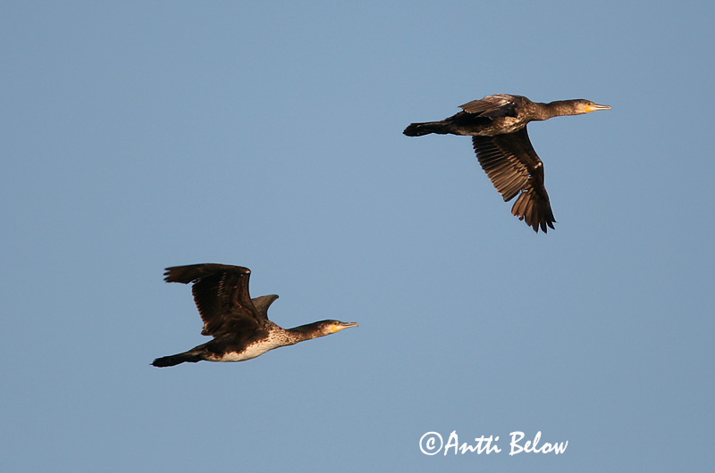 Avainsanat: Corb marí gros Skarv Aalscholver Great Cormorant Kormoran (karbas) Merimetso Grand Cormoran Kormoran Kárókatona Dílaskarfur Storskarv Corvo-marinho-de-faces-brancas Phalacrocorax carbo Cormorán Grande Storskarv