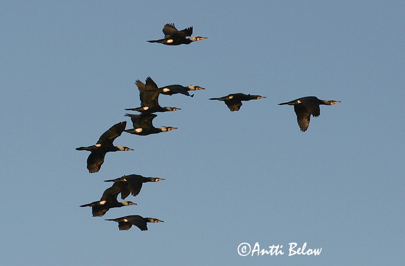 Avainsanat: Corb marí gros Skarv Aalscholver Great Cormorant Kormoran (karbas) Merimetso Grand Cormoran Kormoran Kárókatona Dílaskarfur Storskarv Corvo-marinho-de-faces-brancas Phalacrocorax carbo Cormorán Grande Storskarv