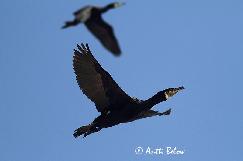 Avainsanat: Corb marí gros Skarv Aalscholver Great Cormorant Kormoran (karbas) Merimetso Grand Cormoran Kormoran Kárókatona Dílaskarfur Storskarv Corvo-marinho-de-faces-brancas Phalacrocorax carbo Cormorán Grande Storskarv