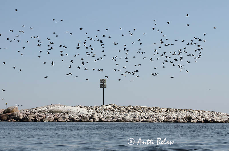 Avainsanat: Corb marí gros Skarv Aalscholver Great Cormorant Kormoran (karbas) Merimetso Grand Cormoran Kormoran Kárókatona Dílaskarfur Storskarv Corvo-marinho-de-faces-brancas Phalacrocorax carbo Cormorán Grande Storskarv