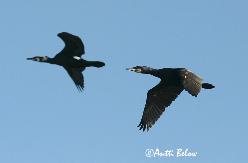 Avainsanat: Corb marí gros Skarv Aalscholver Great Cormorant Kormoran (karbas) Merimetso Grand Cormoran Kormoran Kárókatona Dílaskarfur Storskarv Corvo-marinho-de-faces-brancas Phalacrocorax carbo Cormorán Grande Storskarv