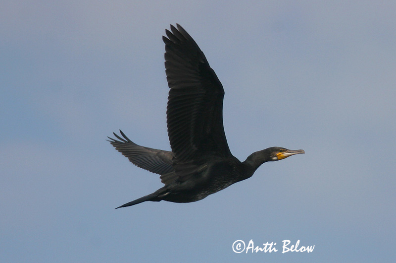 Avainsanat: Corb marí gros Skarv Aalscholver Great Cormorant Kormoran (karbas) Merimetso Grand Cormoran Kormoran Kárókatona Dílaskarfur Storskarv Corvo-marinho-de-faces-brancas Phalacrocorax carbo Cormorán Grande Storskarv