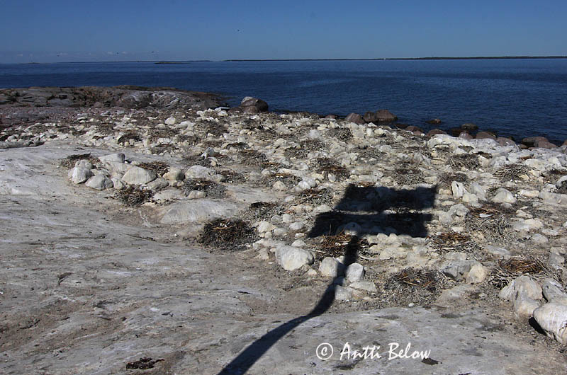 Avainsanat: Corb marí gros Skarv Aalscholver Great Cormorant Kormoran (karbas) Merimetso Grand Cormoran Kormoran Kárókatona Dílaskarfur Storskarv Corvo-marinho-de-faces-brancas Phalacrocorax carbo Cormorán Grande Storskarv