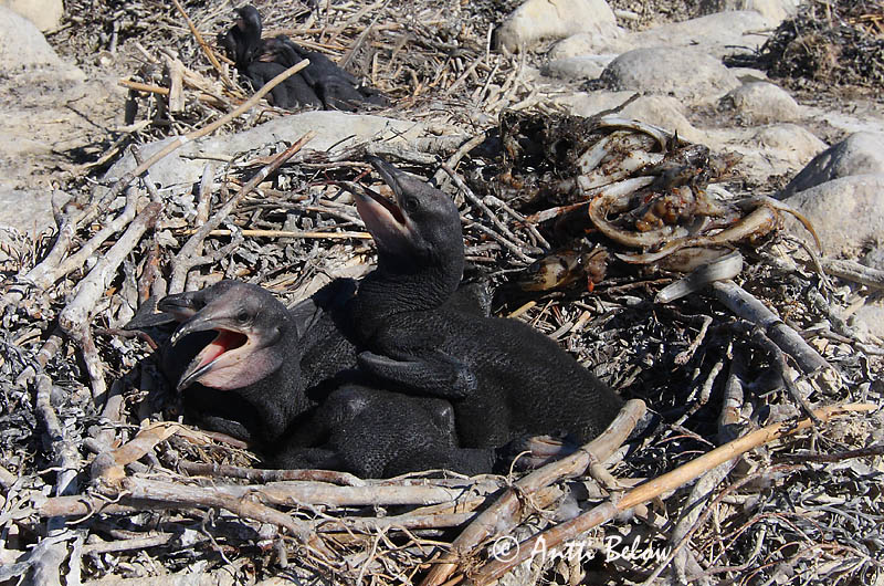 Avainsanat: Corb marí gros Skarv Aalscholver Great Cormorant Kormoran (karbas) Merimetso Grand Cormoran Kormoran Kárókatona Dílaskarfur Storskarv Corvo-marinho-de-faces-brancas Phalacrocorax carbo Cormorán Grande Storskarv