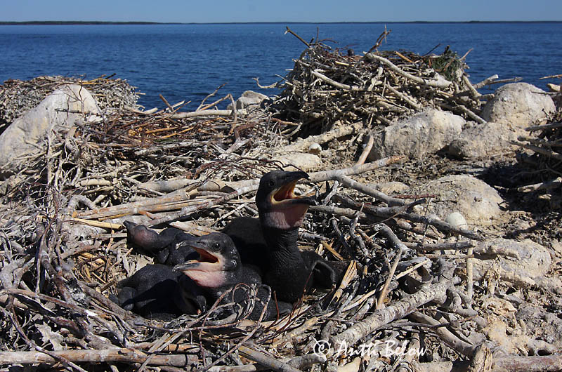 Avainsanat: Corb marí gros Skarv Aalscholver Great Cormorant Kormoran (karbas) Merimetso Grand Cormoran Kormoran Kárókatona Dílaskarfur Storskarv Corvo-marinho-de-faces-brancas Phalacrocorax carbo Cormorán Grande Storskarv