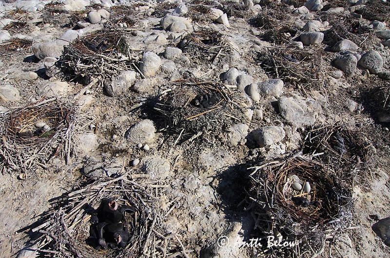 Avainsanat: Corb marí gros Skarv Aalscholver Great Cormorant Kormoran (karbas) Merimetso Grand Cormoran Kormoran Kárókatona Dílaskarfur Storskarv Corvo-marinho-de-faces-brancas Phalacrocorax carbo Cormorán Grande Storskarv