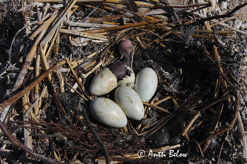 Avainsanat: Corb marí gros Skarv Aalscholver Great Cormorant Kormoran (karbas) Merimetso Grand Cormoran Kormoran Kárókatona Dílaskarfur Storskarv Corvo-marinho-de-faces-brancas Phalacrocorax carbo Cormorán Grande Storskarv