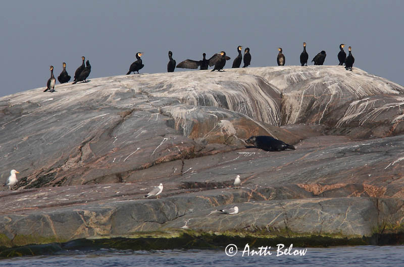 Avainsanat: Corb marí gros Skarv Aalscholver Great Cormorant Kormoran (karbas) Merimetso Grand Cormoran Kormoran Kárókatona Dílaskarfur Storskarv Corvo-marinho-de-faces-brancas Phalacrocorax carbo Cormorán Grande Storskarv